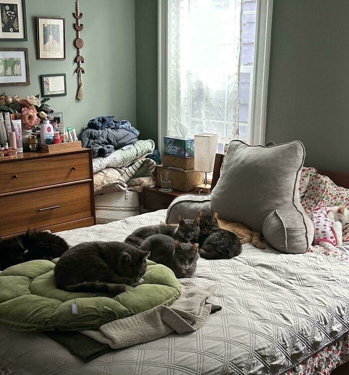 Meet The Mysterious Cat Council: Furry Felines Plotting Something (We Hope It's Not World Domination)