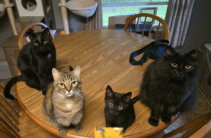 Meet The Mysterious Cat Council: Furry Felines Plotting Something (We Hope It's Not World Domination)