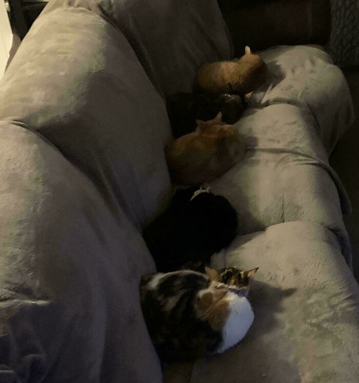 Meet The Mysterious Cat Council: Furry Felines Plotting Something (We Hope It's Not World Domination)