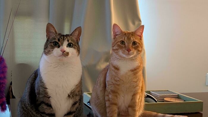 Meet The Mysterious Cat Council: Furry Felines Plotting Something (We Hope It's Not World Domination)