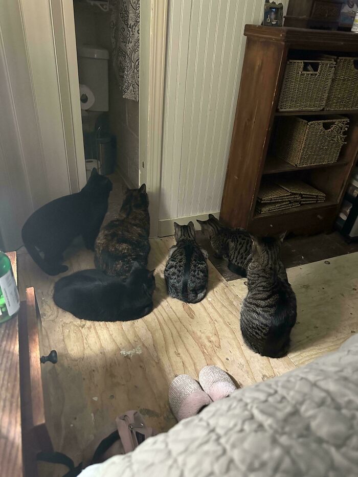 Meet The Mysterious Cat Council: Furry Felines Plotting Something (We Hope It's Not World Domination)