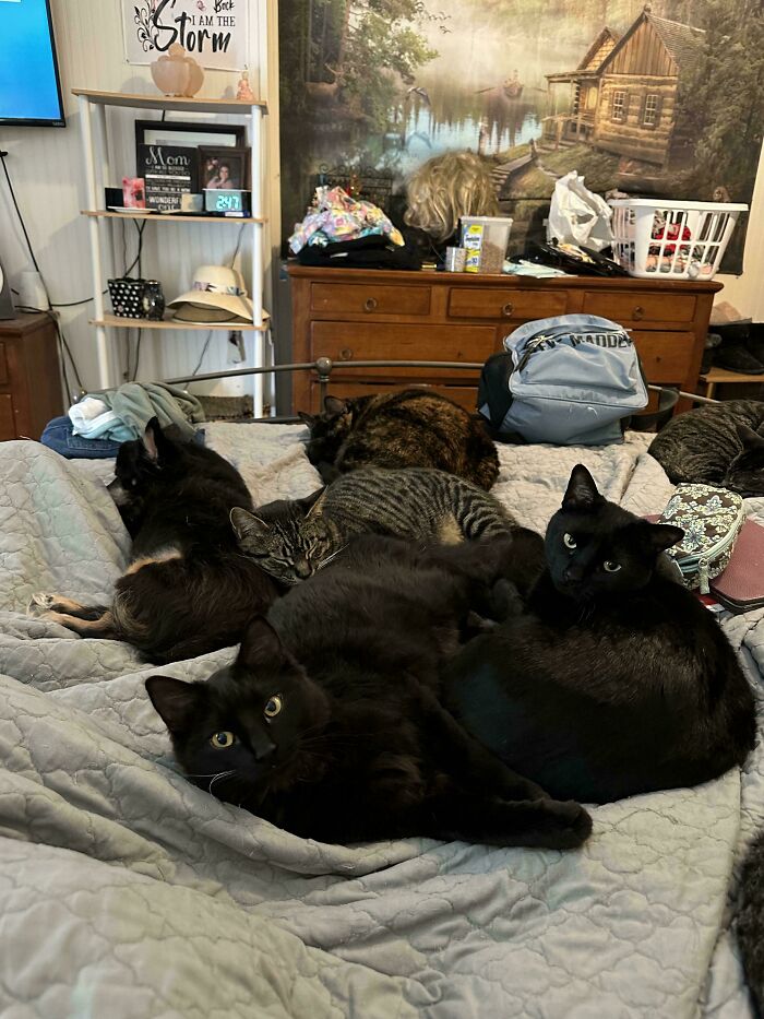 Meet The Mysterious Cat Council: Furry Felines Plotting Something (We Hope It's Not World Domination)