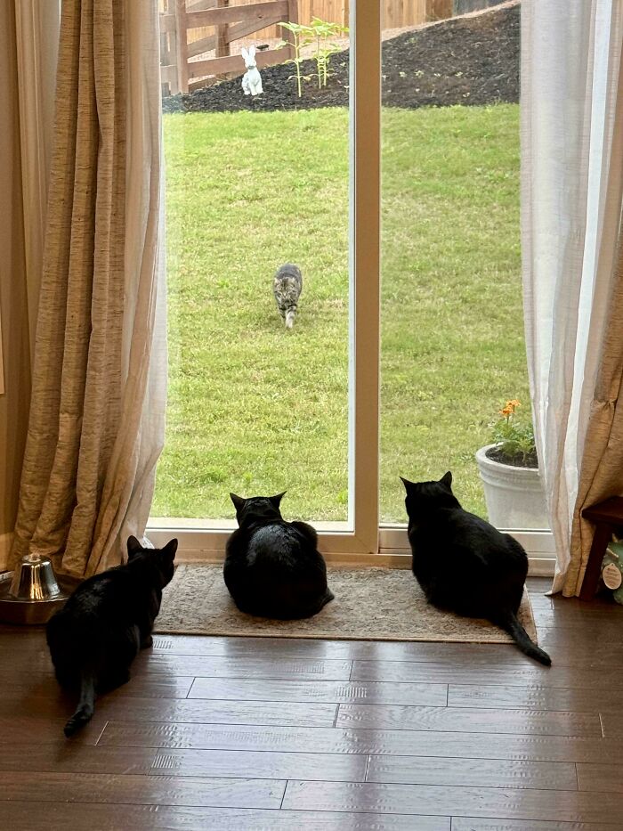 Meet The Mysterious Cat Council: Furry Felines Plotting Something (We Hope It's Not World Domination)