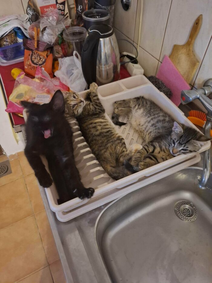 Meet The Mysterious Cat Council: Furry Felines Plotting Something (We Hope It's Not World Domination)