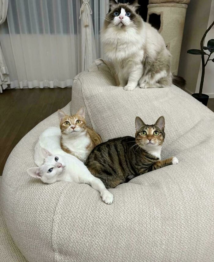 Meet The Mysterious Cat Council: Furry Felines Plotting Something (We Hope It's Not World Domination)