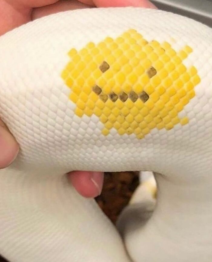 30 Pics That Prove Reality’s Got Some Serious Bugs (No, Seriously!)