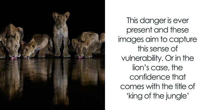 Hold Up, These Nature Photos Are Next-Level! Check Out The 2025 IPA Winners