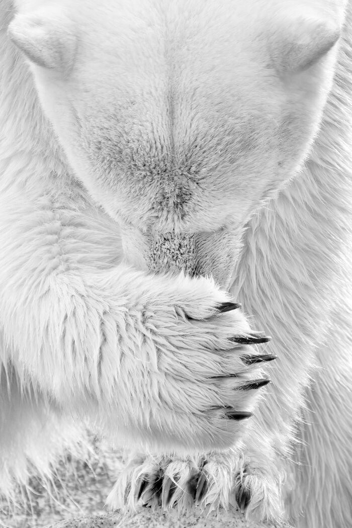 Hold Up, These Nature Photos Are Next-Level! Check Out The 2025 IPA Winners