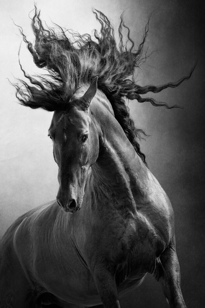 Hold Up, These Nature Photos Are Next-Level! Check Out The 2025 IPA Winners