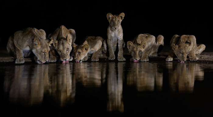 Hold Up, These Nature Photos Are Next-Level! Check Out The 2025 IPA Winners