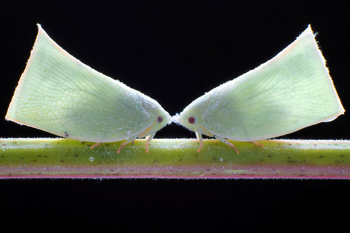 Hold Up, These Nature Photos Are Next-Level! Check Out The 2025 IPA Winners