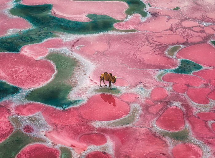 Hold Up, These Nature Photos Are Next-Level! Check Out The 2025 IPA Winners