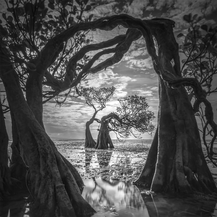 Hold Up, These Nature Photos Are Next-Level! Check Out The 2025 IPA Winners