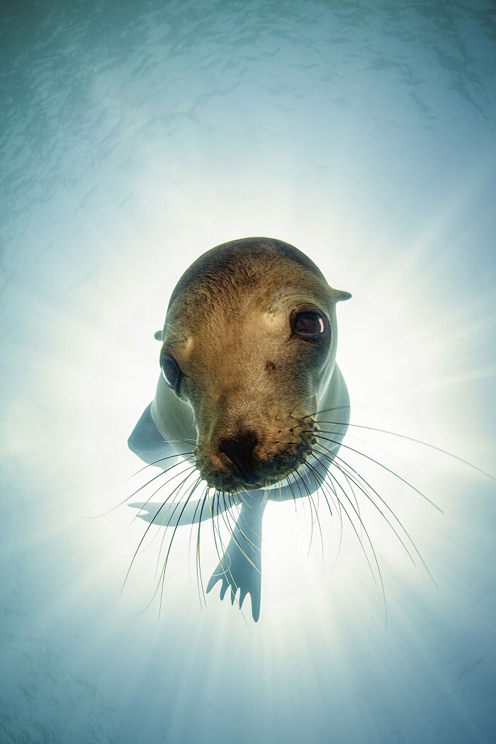 Hold Up, These Nature Photos Are Next-Level! Check Out The 2025 IPA Winners