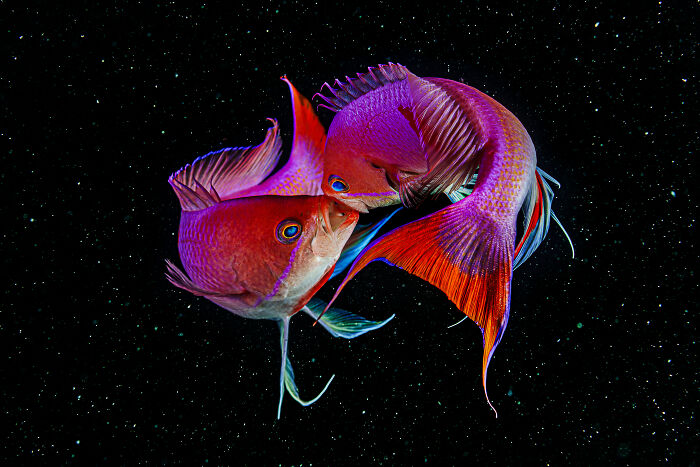 Hold Up, These Nature Photos Are Next-Level! Check Out The 2025 IPA Winners