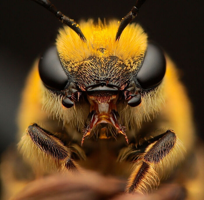 Hold Up, These Nature Photos Are Next-Level! Check Out The 2025 IPA Winners