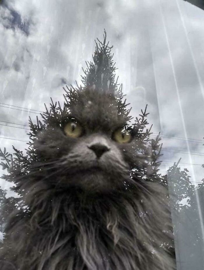 Grinch Remake That’s Actually Kinda Surreal