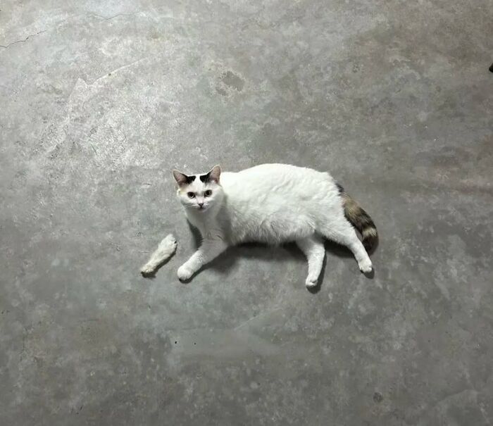 Caught A Cat Totally Playing With A Feather – Or Is It?