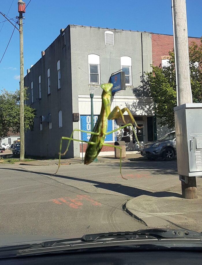 Mantis Thinks It’s A Domino’s Sign Thief