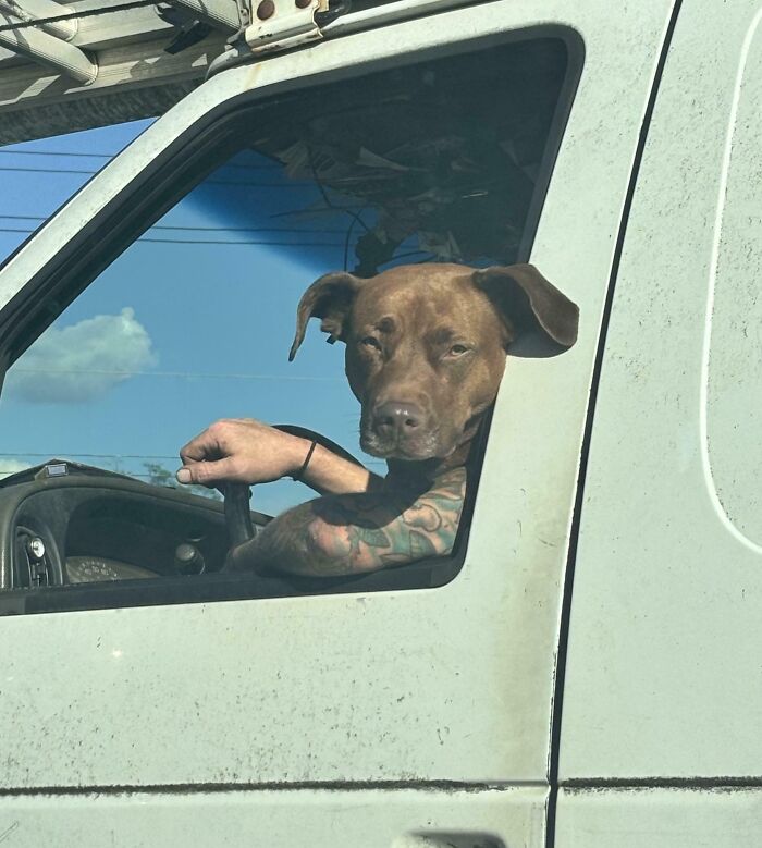 It’s A Dog Driving A Car, Deal With It