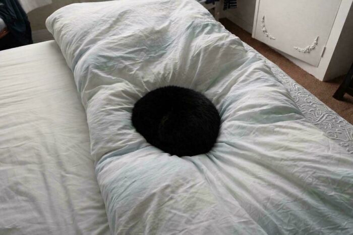 This Sleeping Black Cat Is Basically A Portal To Another Dimension