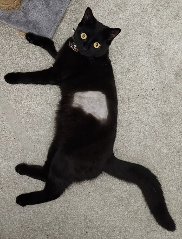 Wait, There’s A Hole In The Cat?!