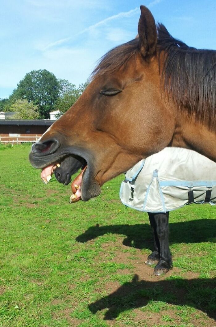 Snapped A Horse Yawning... And It Turned Into An Xenomorph!