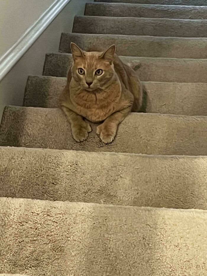 Is This Cat Going Up Or Down The Stairs? Trick Question.