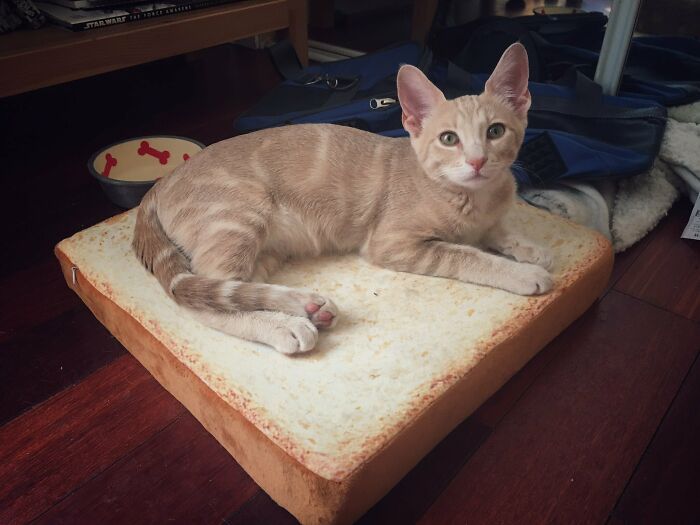 Tail Or Paw? This One’s A Head-Scratcher