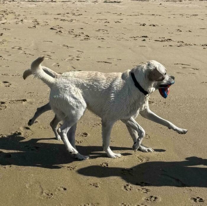 Too Many Legs? Nope, Just A Tricky Shot