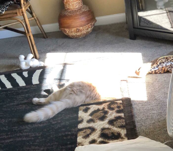 Gus Has Officially Found The Portal. No Joke.