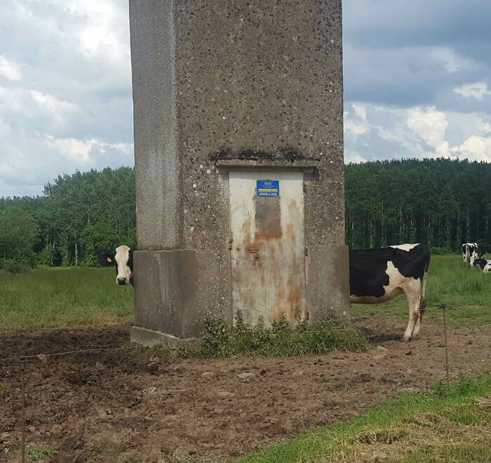 In France, Even Cows Get Stretched Out