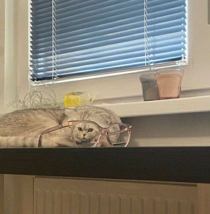 Cat With A Tiny Face? Yep, That’s Totally A Thing