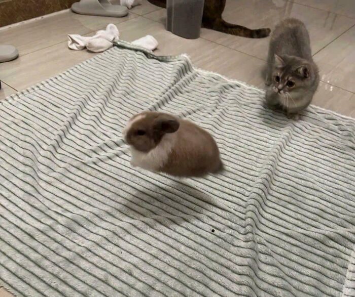 Floating Bunny? Halloween Came Early This Year