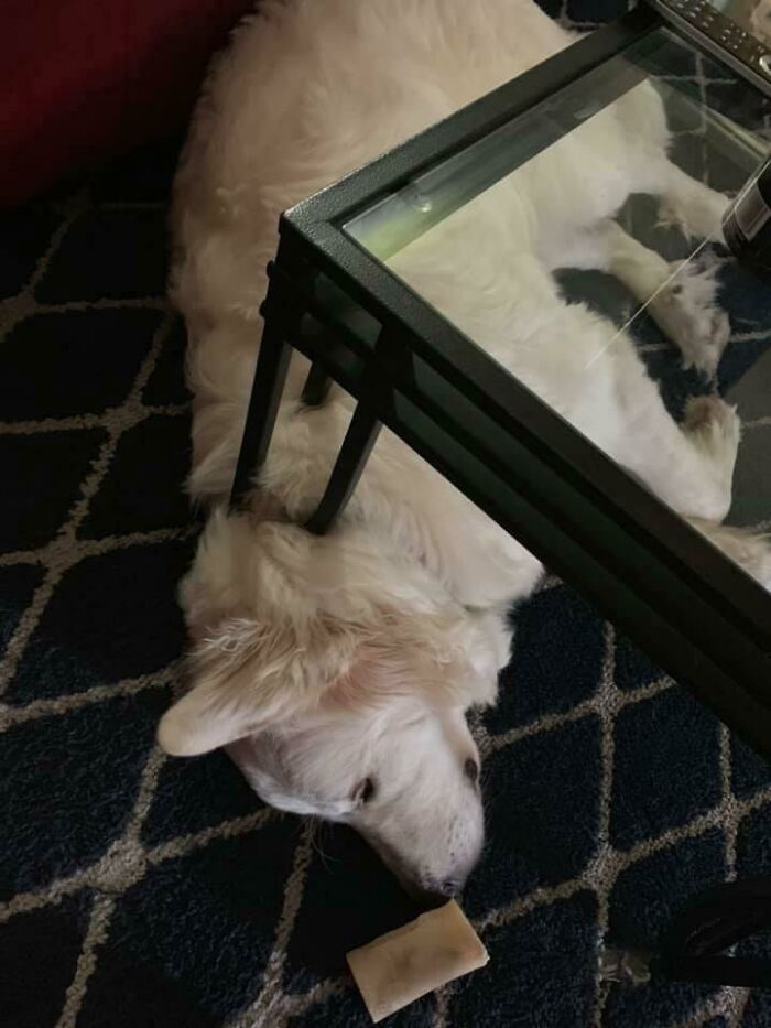 Thought My Dog Was Impaled By This Table... Nope!