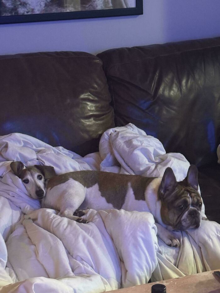 Catdog or Dogdog? You Decide.