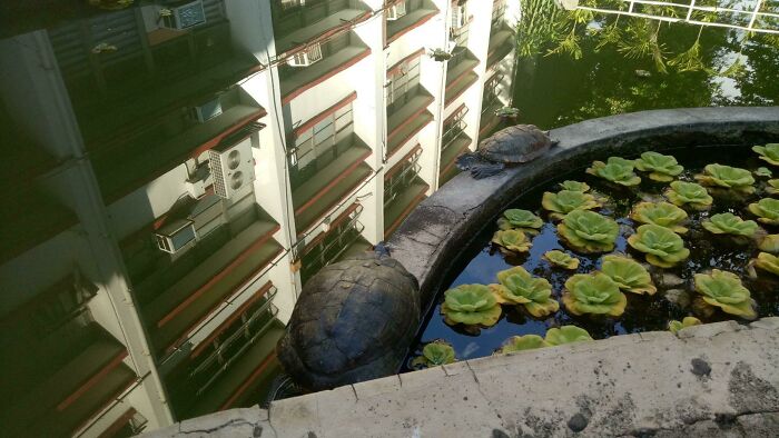 Don’t Jump Turtles, They’re Not Fans