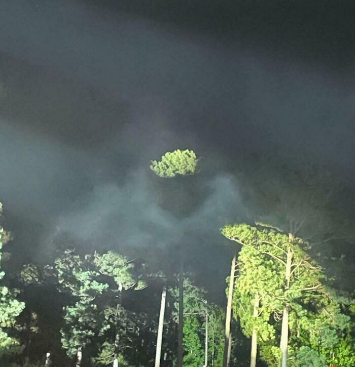 The Floating Treetop Defying Gravity