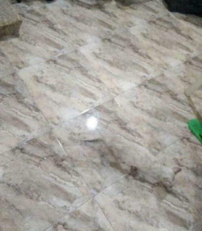 That Cat's a Master of Disguise—Once You Spot It, You Can’t Look Away