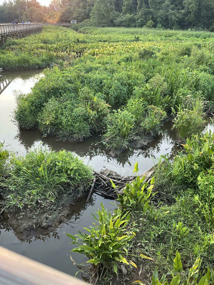 Find The Croc! It’s Lurking Way Better Than You’d Expect