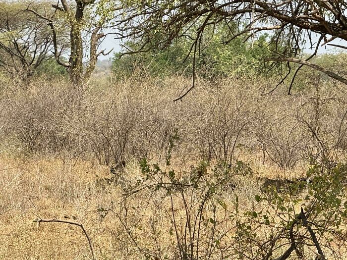 Where’s The Lion? It’s Hiding Like A Pro!