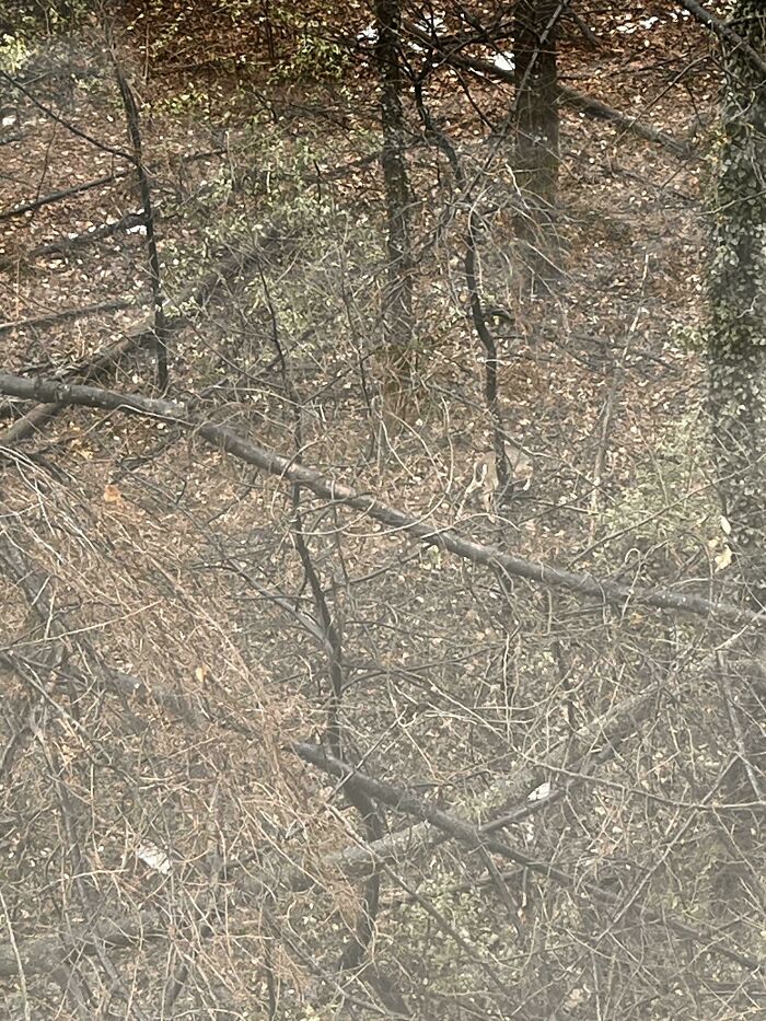 Hide and Seek Pro: Find The Deer