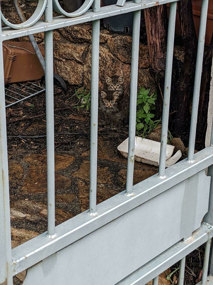 Find The Third Kitten! It's Not As Easy As You Think