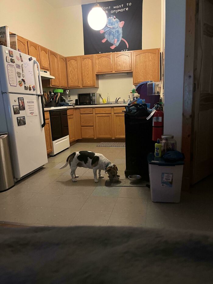 Spot The Cat That's Playing The Ultimate Camouflage Game