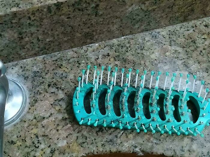 Find The Lizard—It’s Practicing The Art of Disappearing!