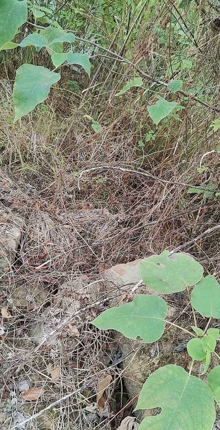 Find The Kitty! It’s a Furry Little Houdini