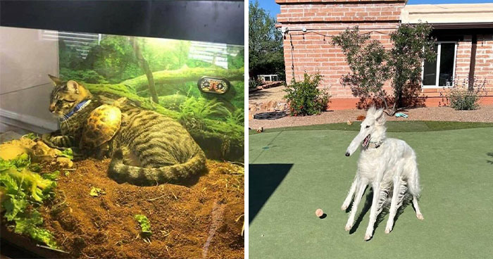 Wait Till You See These 60 Animal Pics That’ll Totally Make Your Day