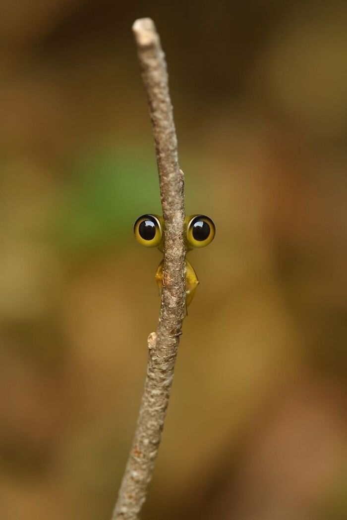 Wait Till You See These 60 Animal Pics That'll Totally Make Your Day