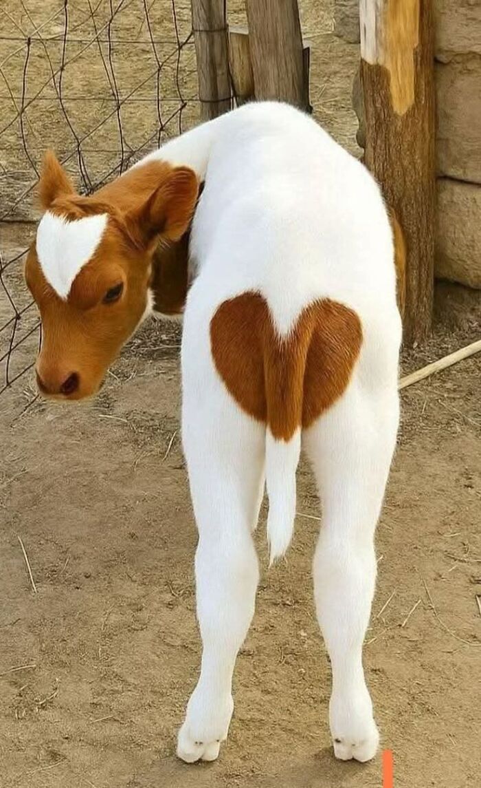 Wait Till You See These 60 Animal Pics That'll Totally Make Your Day