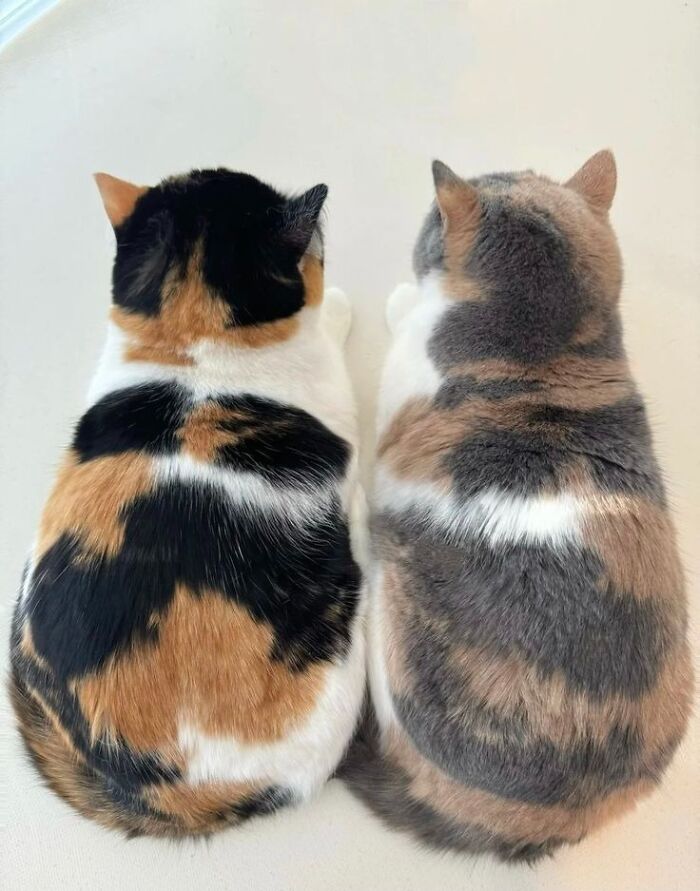 Wait Till You See These 60 Animal Pics That'll Totally Make Your Day